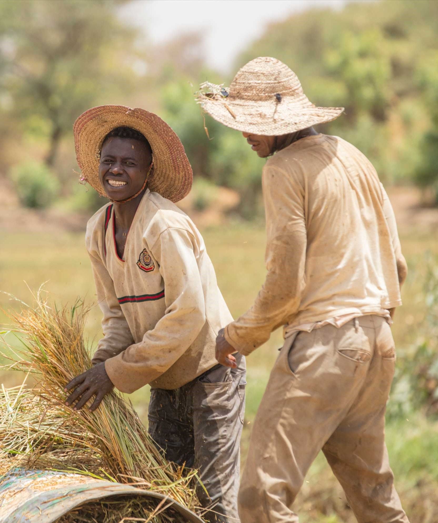 Regional Rice Value Chain Development Project - Senegal