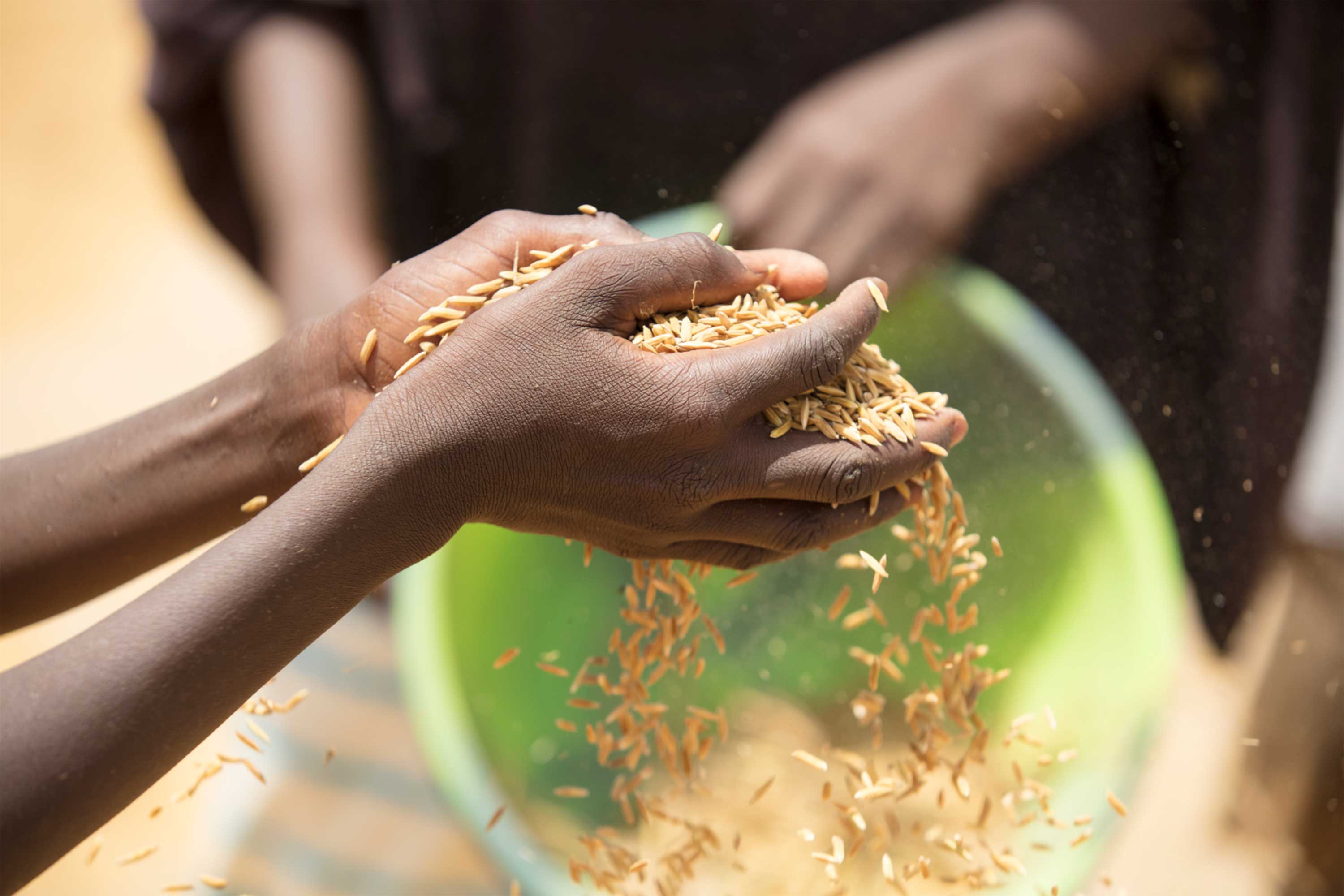 Regional Rice Value Chain Development Project - Sierra Leone