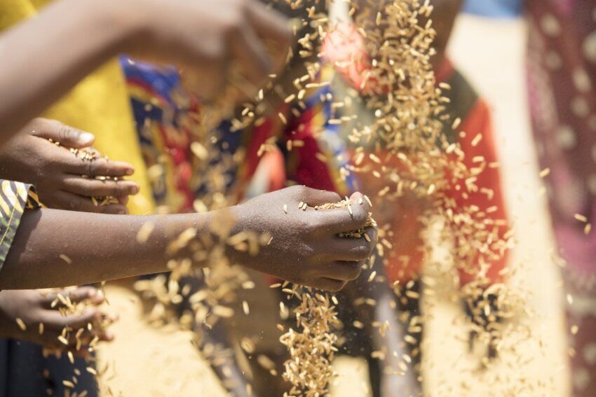 world food day wheat.jfif